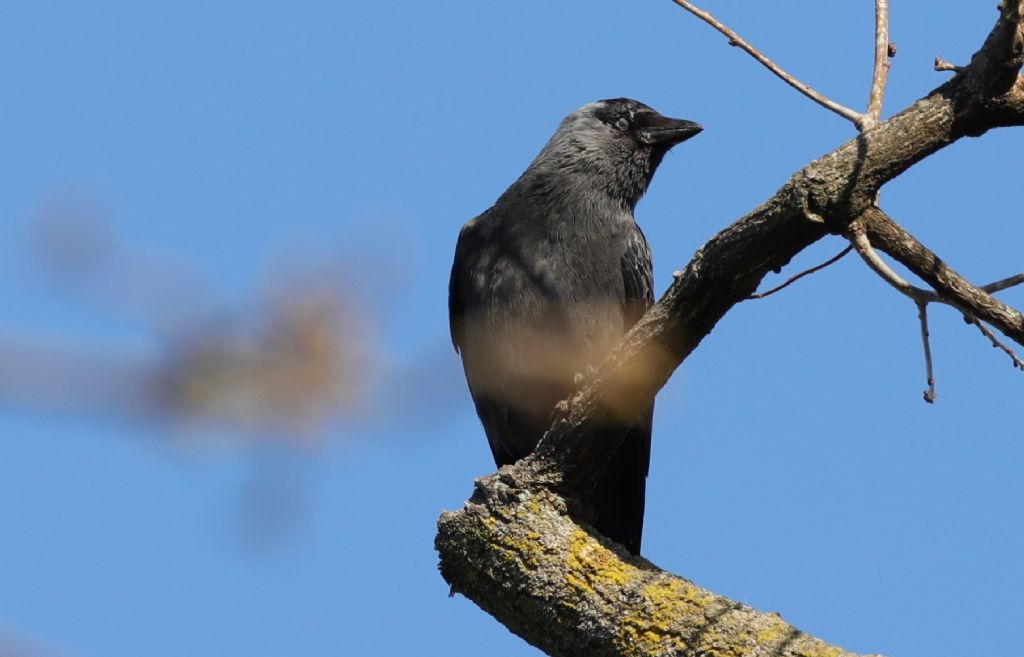 Cornacchia ?  No, Taccola (Coloeus monedula)